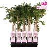 Wisteria floribunda 'Rosea' - Rosa Regen - Ø15cm - ↕65cm