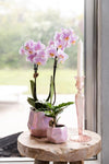 Nachtfalterorchidee rosa – Phalaenopsis Orchidee – Andorra – ↕ ca. 35–45 cm – Ø 9 cm