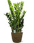 Glücksfeder – Zamioculcas Zamiifolia – ↕ 95 cm – Ø 21 cm | Selin Übertopf Schwarz – ↕ 19 cm – Ø 22 cm