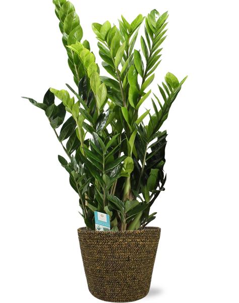 Glücksfeder – Zamioculcas Zamiifolia – ↕ 95 cm – Ø 21 cm | Selin Übertopf Schwarz – ↕ 19 cm – Ø 22 cm