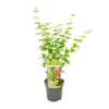 Fächerahorn ‚Going Green' – Acer palmatum