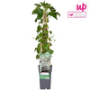 Kletterhortensie – Hydrangea petiolaris – ↕ 65 cm – Ø 15 cm