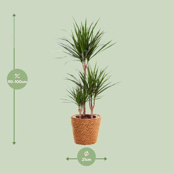 Drachenbaum - Dracaena Marginata - ↕ 95 cm - Ø 21 cm | inkl. Topf Natur