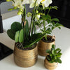 Nachtfalterorchidee - Phalaenopsis orange Las Vegas - ↕ 35 cm - Ø 12 cm | im goldenen Groove-Ziertopf Ø 12 cm