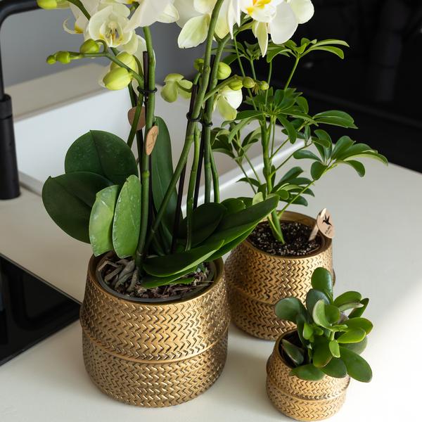 Nachtfalterorchidee - Phalaenopsis orange Las Vegas - ↕ 35 cm - Ø 12 cm | im goldenen Groove-Ziertopf Ø 12 cm
