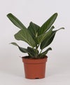 Banyanbaum - Ficus Bengalensis - ↕ 25 cm - Ø 12 cm