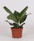 Banyanbaum - Ficus Bengalensis - ↕ 25 cm - Ø 12 cm