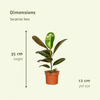 Überraschungsbox – 6 Zimmerpflanzen-Mix – ↕ 25 cm – Ø 12 cm