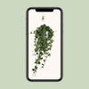 Efeu - Hedera Helix Pitsburg - ↕ 40 - 50 cm - Ø 17 cm