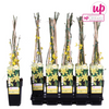 Winterjasmin – Jasminum nudiflorum – ↕ 65 cm – Ø 15 cm
