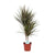 Drachenbaum - Dracaena Bicolor - ↕ 75 cm - Ø 17 cm