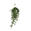 Efeu - Hedera Helix Pitsburg - ↕ 40 - 50 cm - Ø 17 cm
