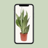Sansevieria Moonshine - ↕ 60 cm - Ø 17 cm