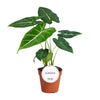 Pfeilblatt - Alocasia Frydek - ↕ 35 cm - Ø 12 cm