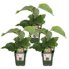3x Kiwi – Actinidia deliciosa 'Jenny' – ↕ 45 cm – Ø 13 cm