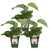 3x Kiwi – Actinidia deliciosa 'Jenny' – ↕ 45 cm – Ø 13 cm