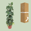 Philodendron Scandens Brasil - ↕ 120 cm - Ø 24 cm