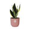 Bogenhanf - Sansevieria Futura Superba - ↕ 25–30 cm - Ø 14 cm | ELHO Vibes Fold Übertopf rosa