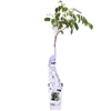 Blauregen – Wisteria sinensis Caroline – ↕ 65 cm – Ø 15 cm