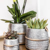 Nachtfalterorchidee - Phalaenopsis - ↕ 35–45 cm - Ø 9 cm | 2er-Set Groove silber in silbernen Keramiktöpfen