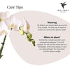 Nachtfalterorchidee weiß – Phalaenopsis Orchidee – Amabilis – ↕ 35 cm – Ø 9 cm | Elite-Topf Gold