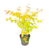 Fächerahorn – Acer palmatum Orange Dream – ↕ 30 cm – Ø 15 cm