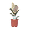 Gummibaum ‚Tineke' – Ficus elastica