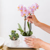 Nachtfalterorchidee – Überraschungsbox einfarbig – 4 verschiedene Phalaenopsis Orchideen