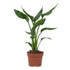 Paradiesvogelblume – Strelitzia reginae