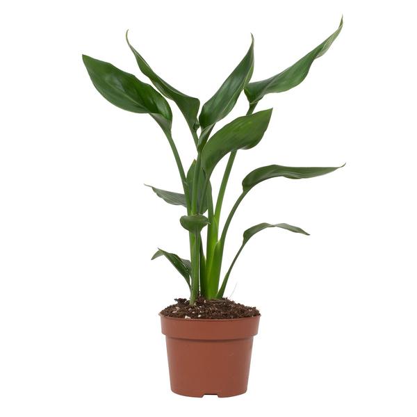 Paradiesvogelblume – Strelitzia reginae