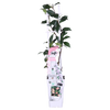 Trachelospermum 'Star of Ibiza' - Toskanischer Jasmin Rosa - Ø15cm - ↕65cm