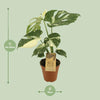 Fensterblatt - Monstera Thai Constellation - ↕ 50 cm - Ø 15 cm