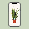 Bogenhanf - Sansevieria Trifasciata Laurentii - ↕ 60 cm - Ø 17 cm