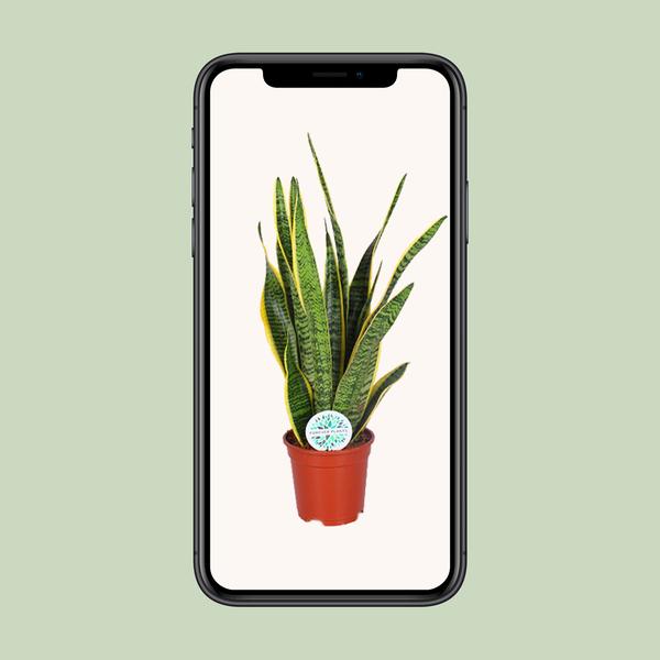 Bogenhanf - Sansevieria Trifasciata Laurentii - ↕ 60 cm - Ø 17 cm