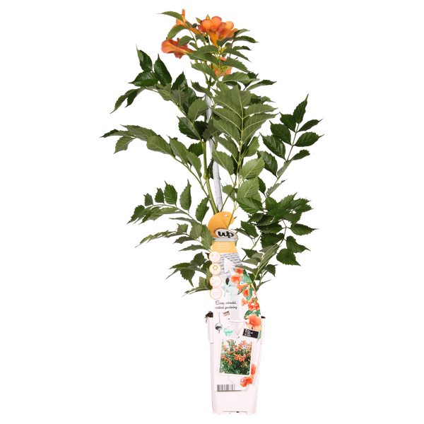 Trompetenblume – Campsis Indian Summer – ↕ 65 cm – Ø 15 cm