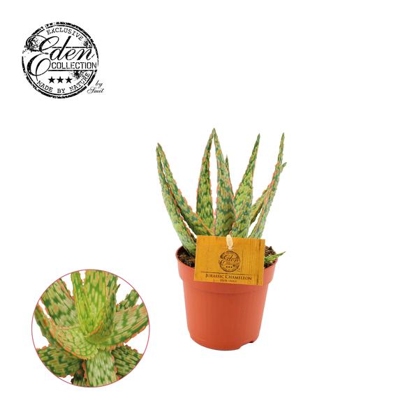 Aloe - Aloe Hybride - ↕ 15 cm - Ø 10,5 cm
