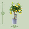Zwergorangenbaum – Citrus calamondin – ↕ 45 cm – Ø 15 cm