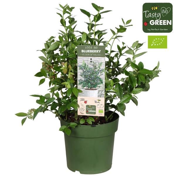 Heidelbeere – Vaccinium corymbosum 'Bingo Blue' Bio – ↕ 50 cm – Ø 23 cm