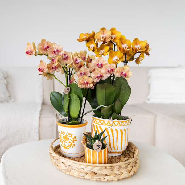 Nachtfalterorchidee - Phalaenopsis Jamaica orange - ↕ 40 cm - Ø 9 cm | Malaga-Deko-Topf Orange