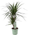 Drachenbaum - Dracaena Marginata - ↕ 70 cm - Ø 17 cm