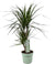 Drachenbaum - Dracaena Marginata - ↕ 70 cm - Ø 17 cm