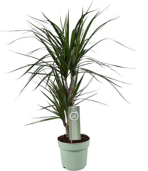 Drachenbaum - Dracaena Marginata - ↕ 70 cm - Ø 17 cm