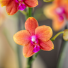 Nachtfalterorchidee - 2x Phalaenopsis orange - KOMBI ANGEBOT - Ø 12 cm