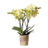 Nachtfalterorchidee gelb – Phalaenopsis Orchidee – ↕ ca. 35–45 cm – Ø 9 cm