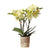 Nachtfalterorchidee gelb – Phalaenopsis Orchidee – ↕ ca. 35–45 cm – Ø 9 cm