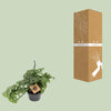 Fensterblatt - Monstera Monkey - ↕ 30 cm - Ø 14 cm