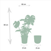 Fensterblatt - Monstera Deliciosa - ↕ 80 cm - Ø 21 cm
