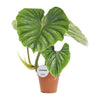 Philodendron Plowmanii - ↕ 50 cm - Ø 15 cm