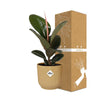 Gummibaum - Ficus Elastica Robusta - ↕ 59 cm - Ø 14 cm | ELHO Vibes Fold Übertopf gelb
