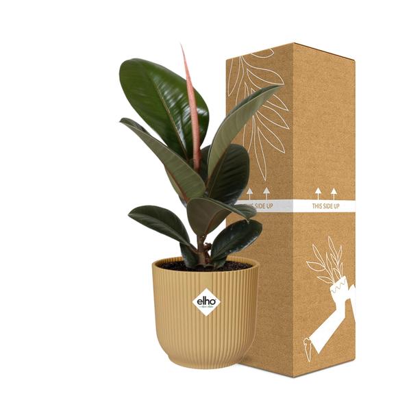 Gummibaum - Ficus Elastica Robusta - ↕ 59 cm - Ø 14 cm | ELHO Vibes Fold Übertopf gelb